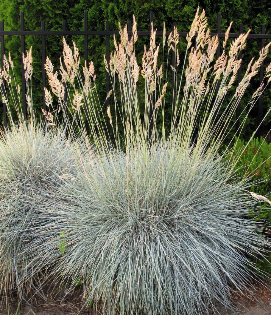 Овсяница сизая Элайджа Блю