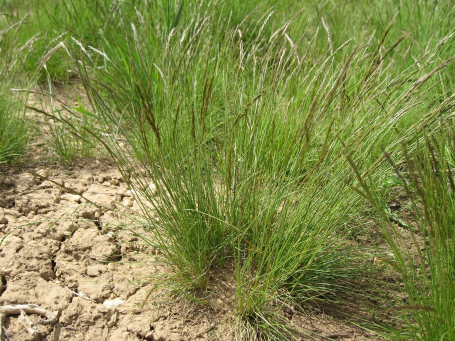 Овсяница сизая Azurit