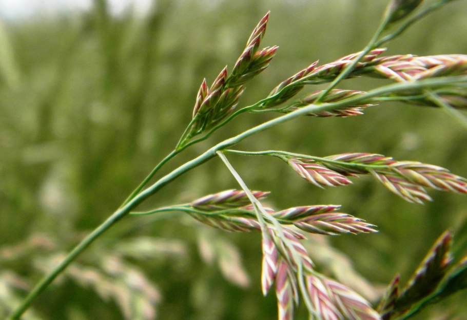 Овсяница метельчатая (Festuca Scoparia)