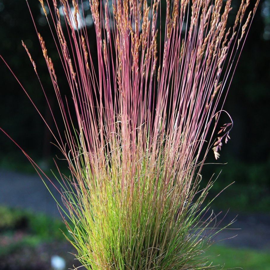 Овсяница (Festuca Walberla