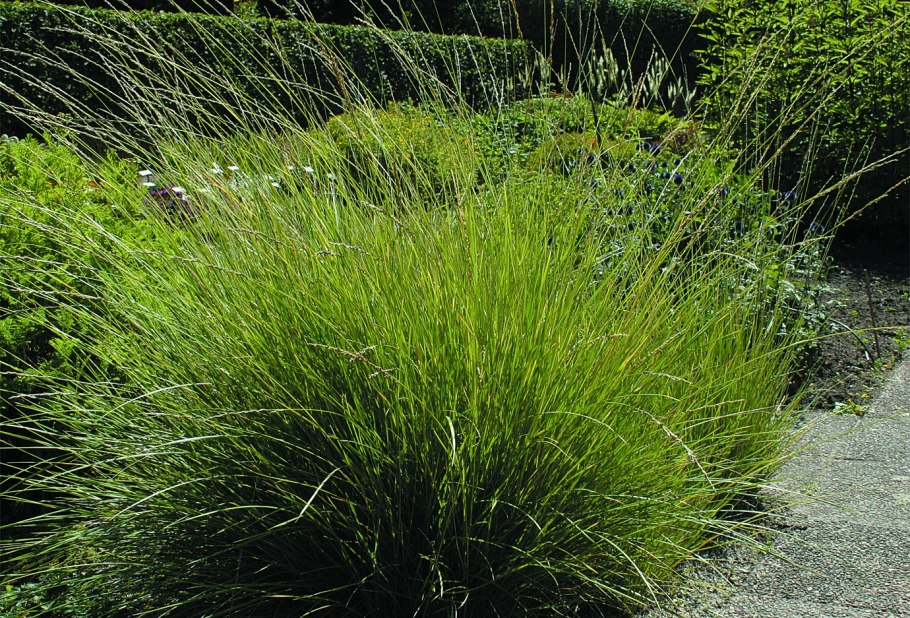 Овсяница (Festuca)