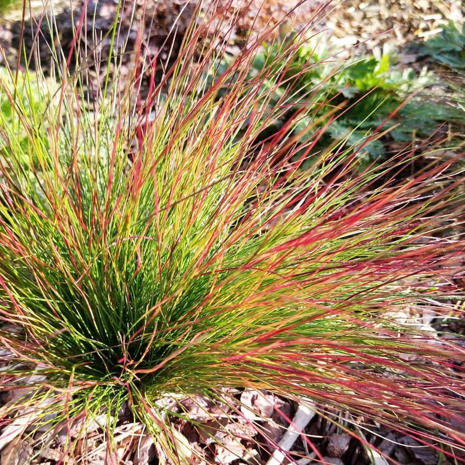 Овсяница фестука