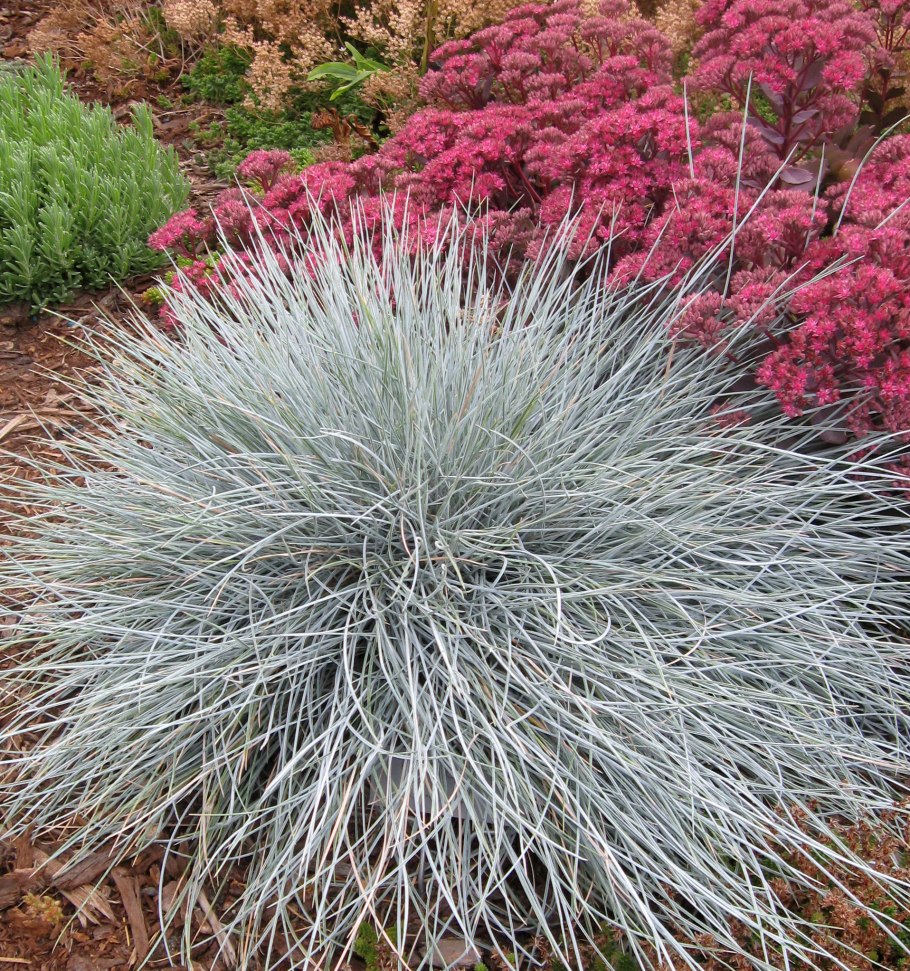 Овсяница фестука