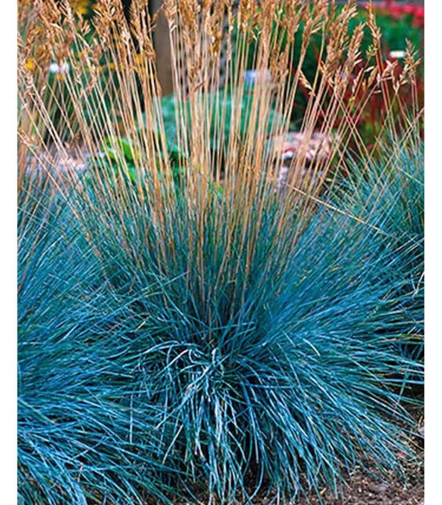 Овсяница тростниковая Старлетт