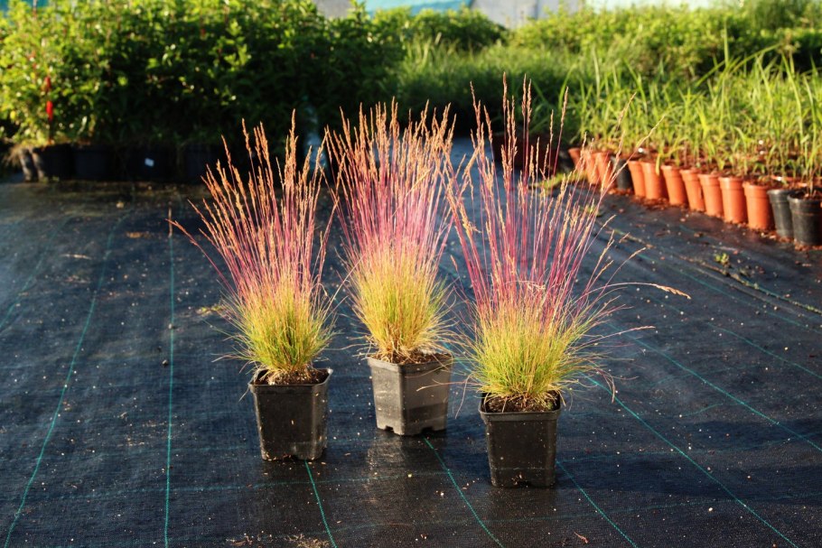 Festuca Walberla