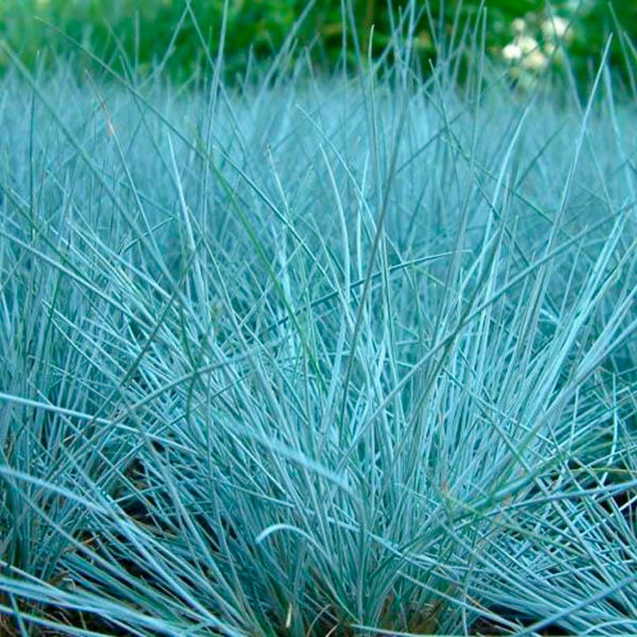 Овсяница фестука