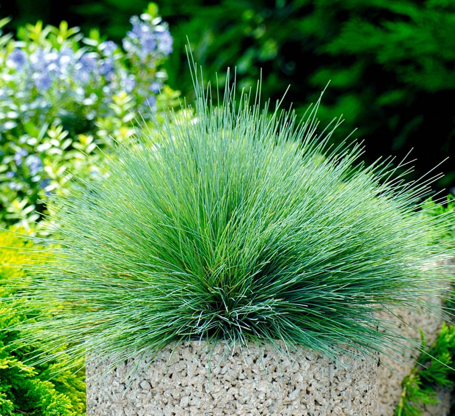 Овсяница сизая на клумбе