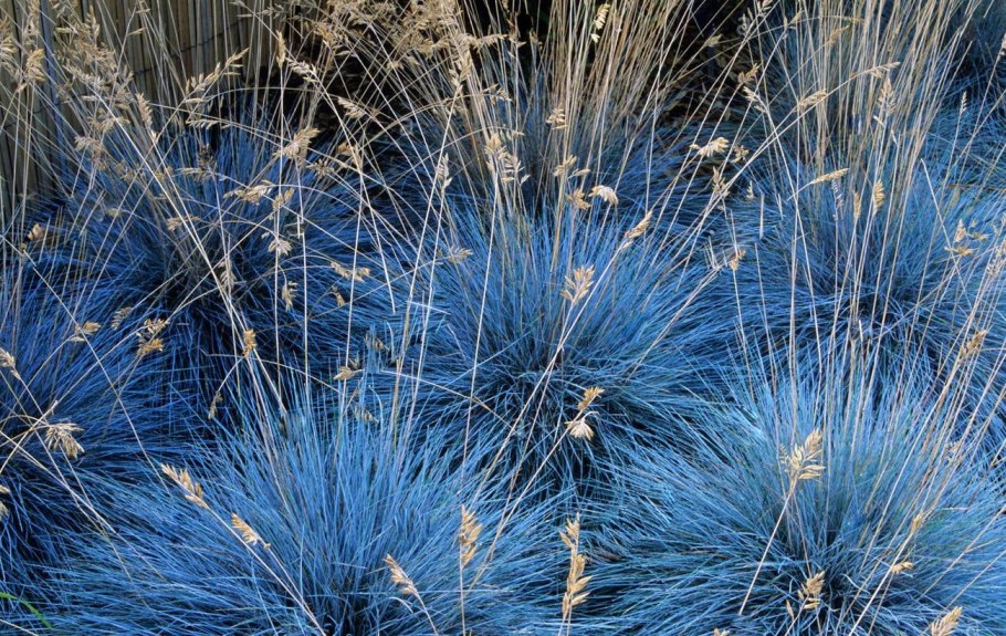 Овсяница фестука сизая