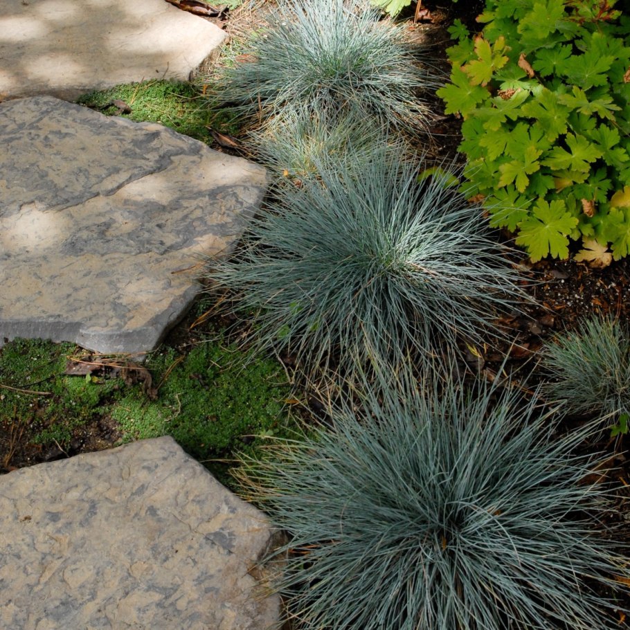 Овсяница сизая (festuca glauca 'varna')