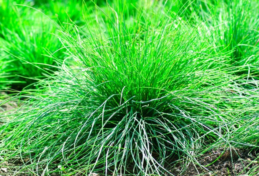 Овсяница Луговая (Festuca pratensis)