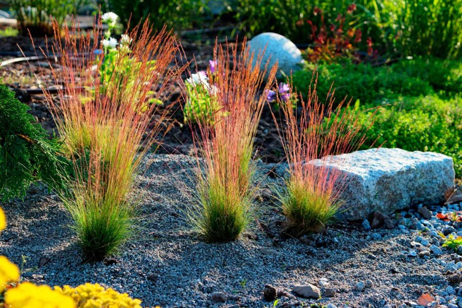 Овсяница (Festuca Walberla