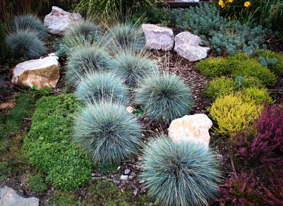 Овсяница сизая лазурит