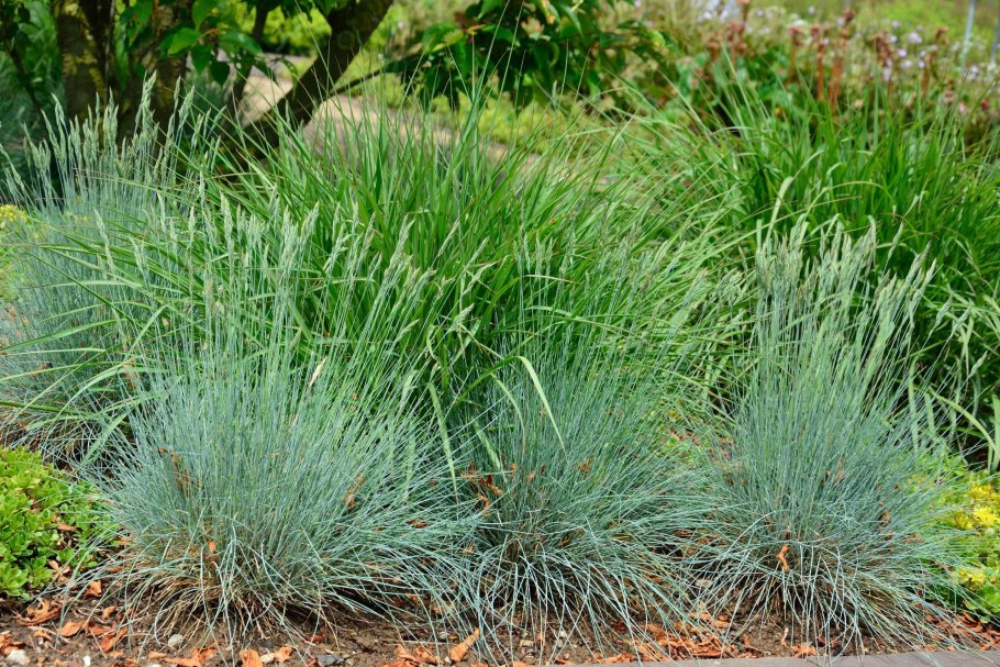 Овсяница сизая  festuca