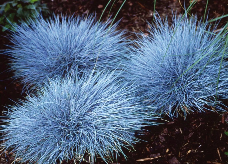 Овсяница сизая Элайджа Блю