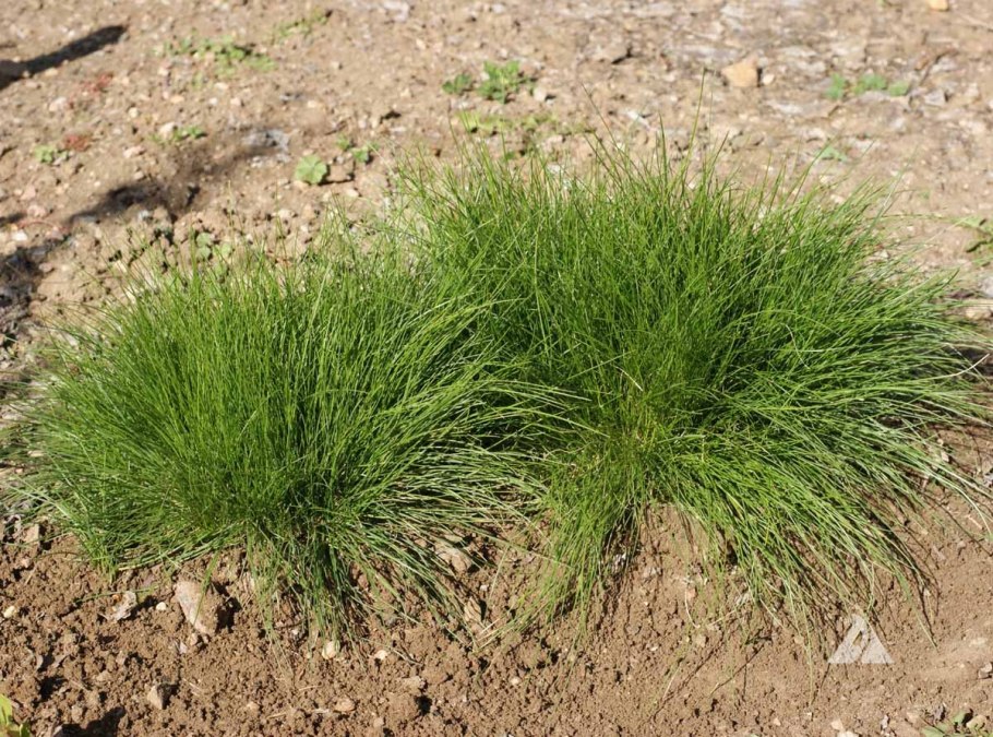Овсяница голубая - Festuca cinerea