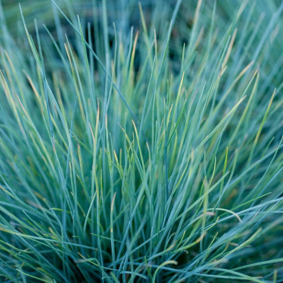 Овсяница сизая (festuca glauca)