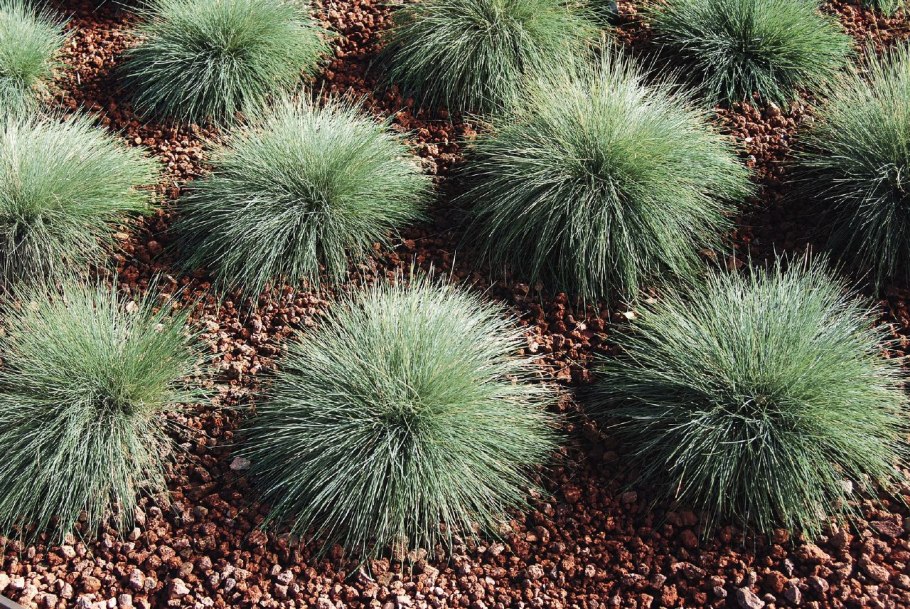 Овсяница метельчатая Готье