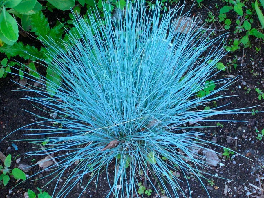 Овсяница Готье (Festuca Gautieri &#96;Hobbit&#96;)
