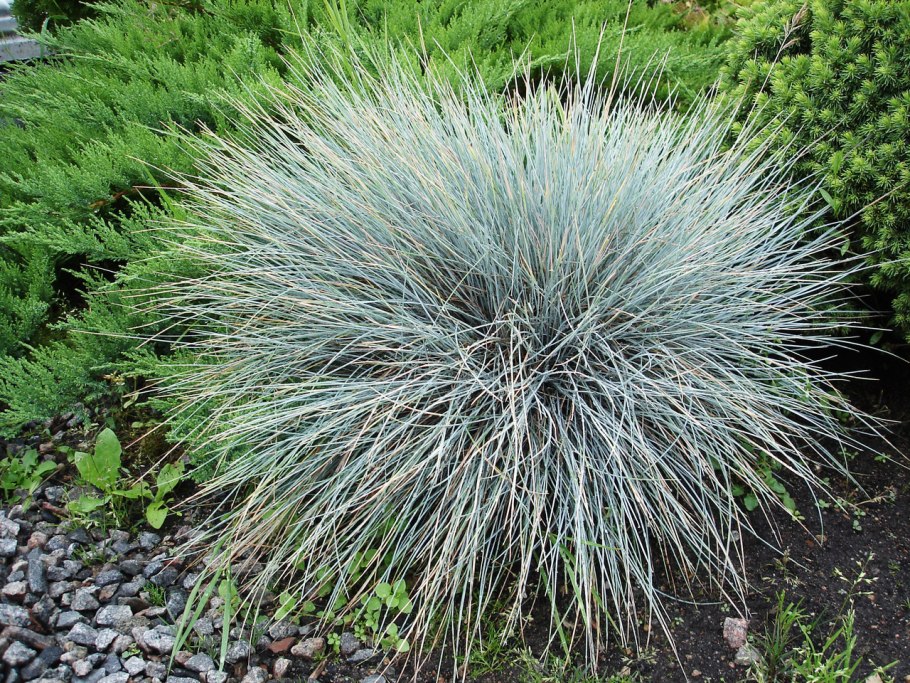 Овсяница сизая варна