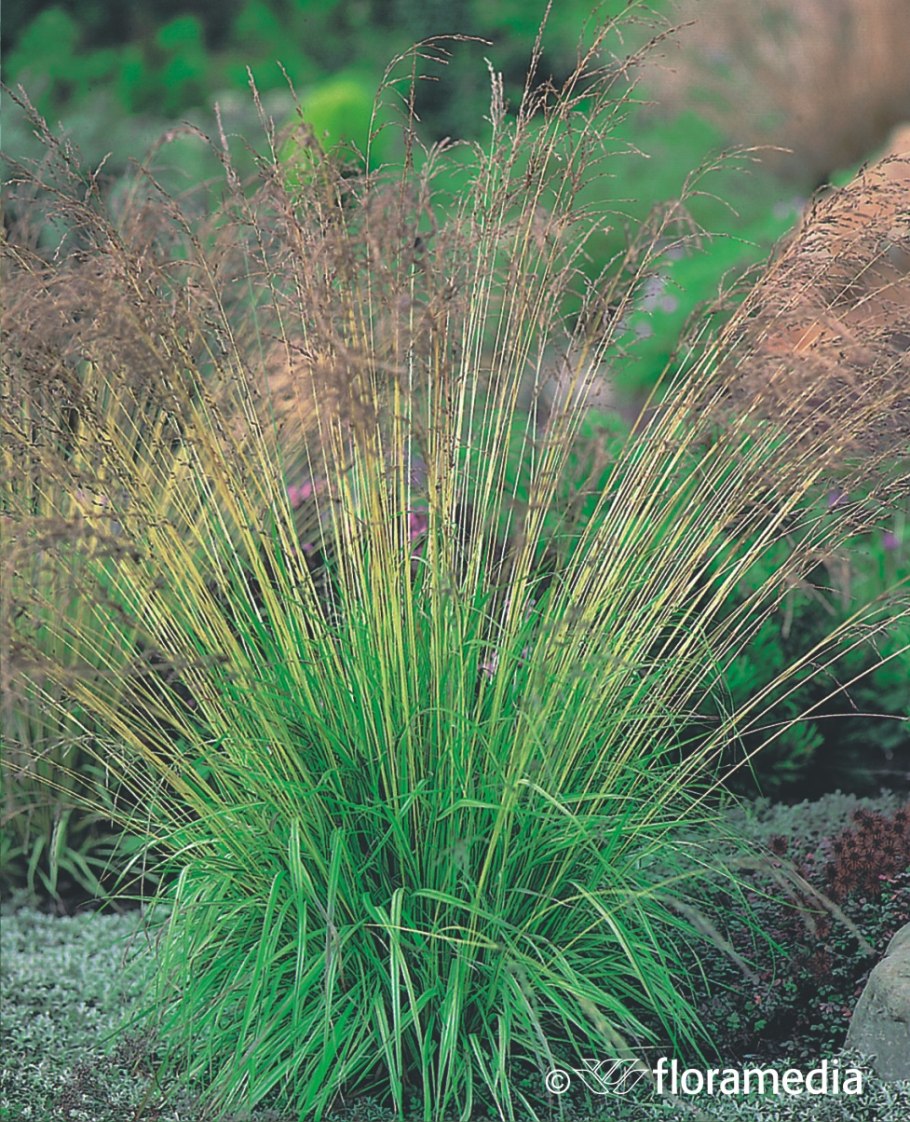 Молиния голубая хейдебраут