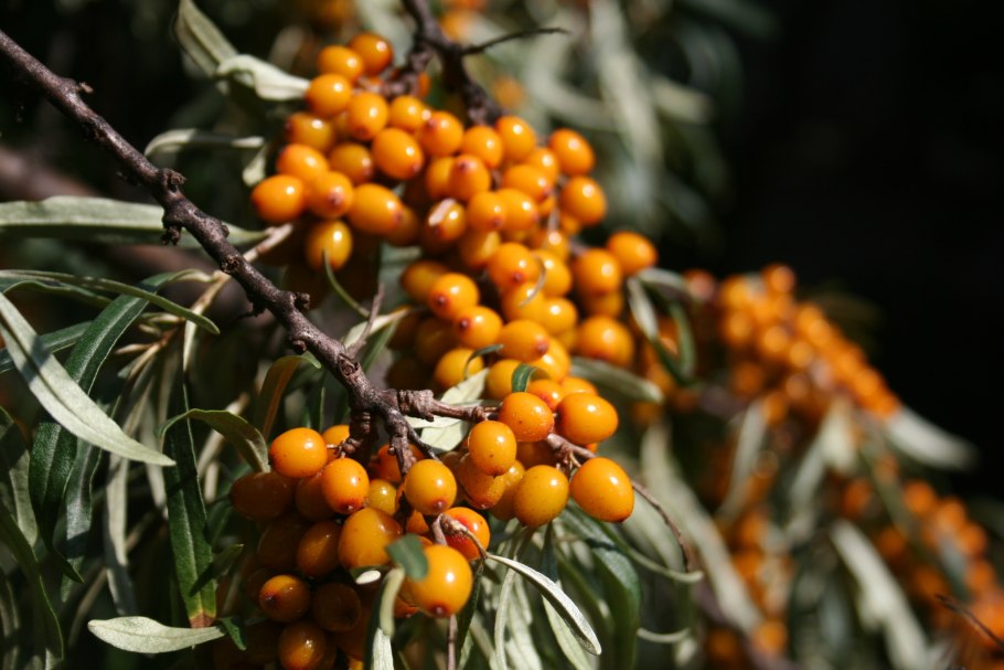 Elaeagnus commutata плод