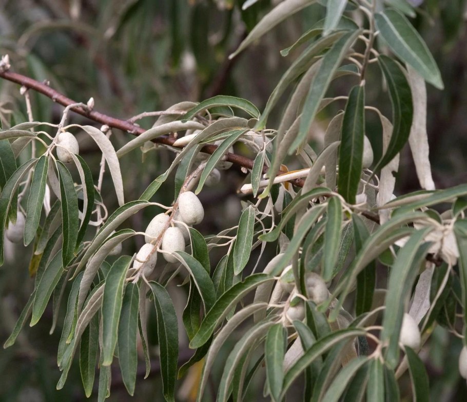 Американская облепиха шефердия