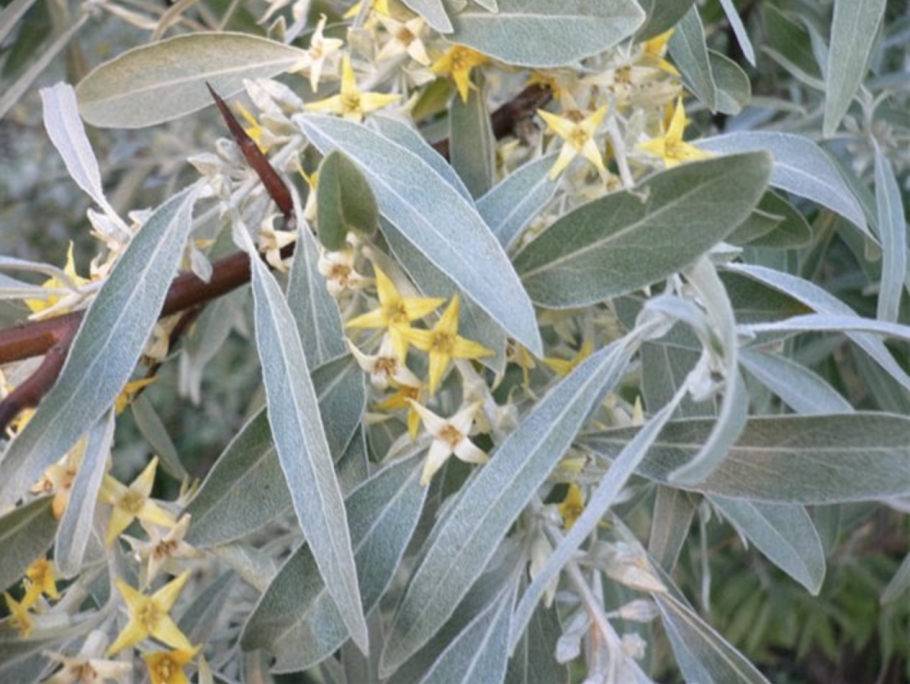 Лох узколистный elaeagnus