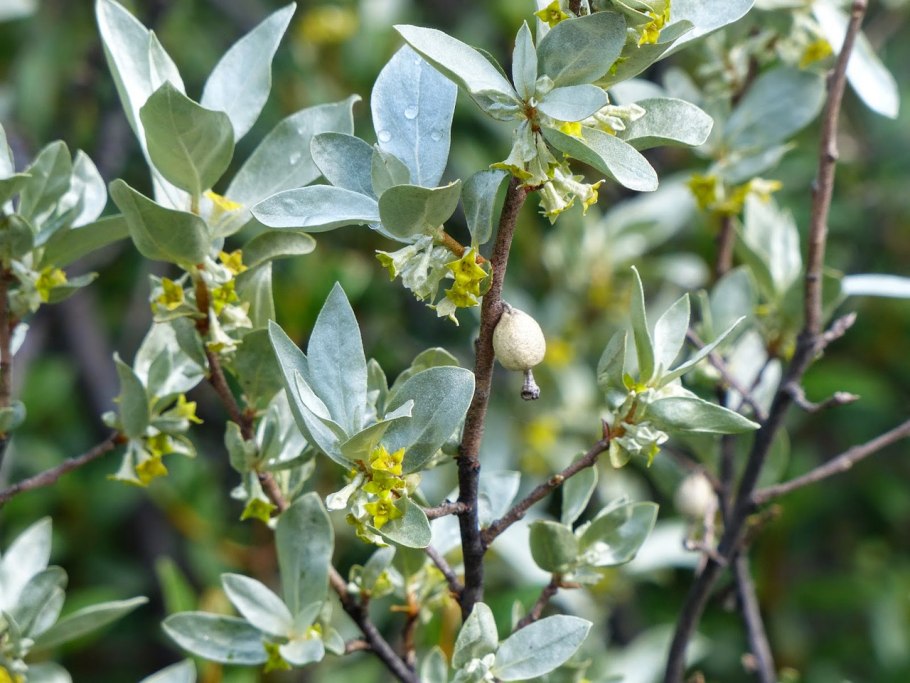 Лох серебристый (elaeagnus argentea)