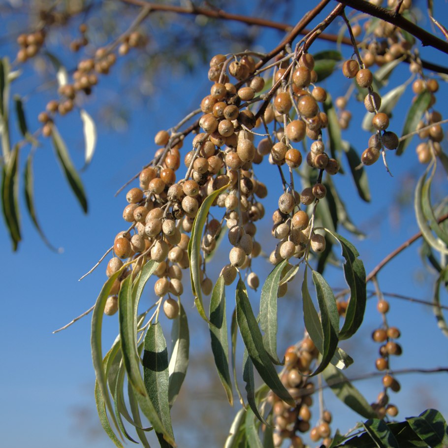 Лох узколистный растение