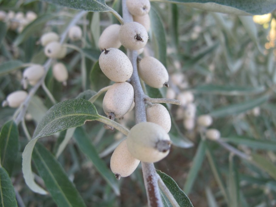 Лох зонтичный (Elaeagnus umbellata)