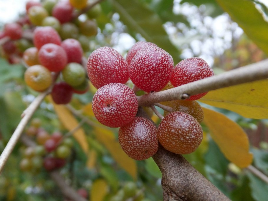 Лох многоцветковый шефердия