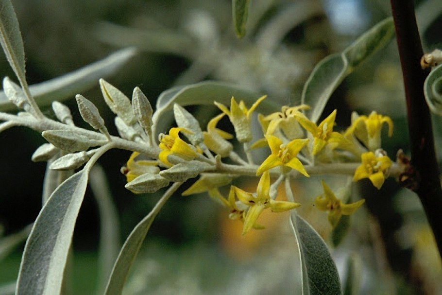 Лох серебристый (Elaeagnus commutata)