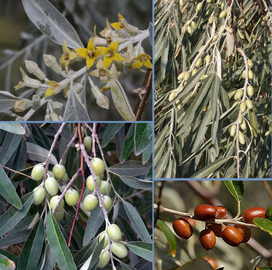 Elaeagnus oxycarpa