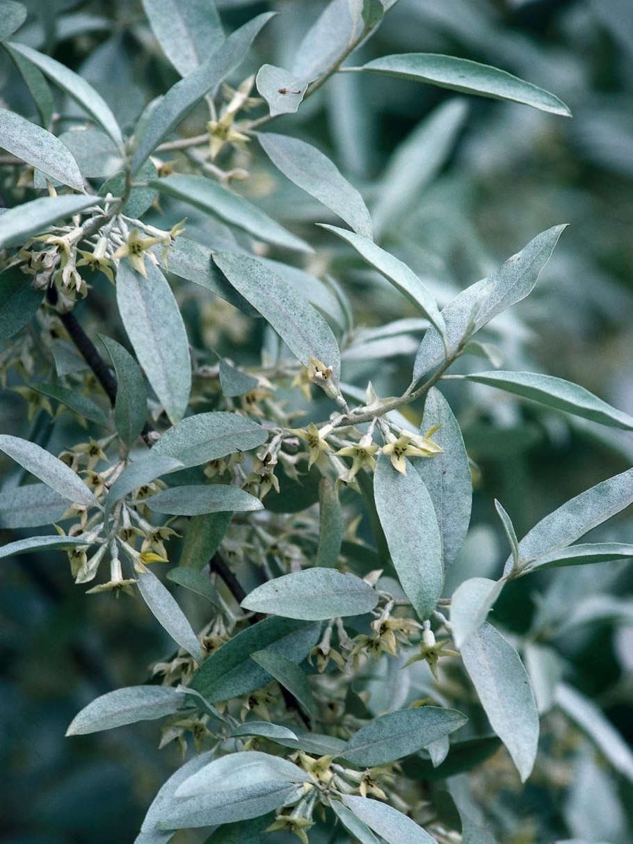 Лох серебристый elaeagnus commutata