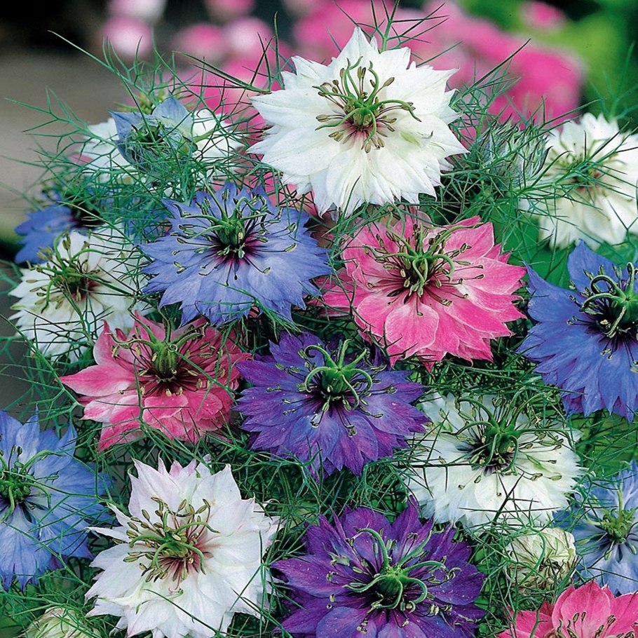 Нигелла дамасская