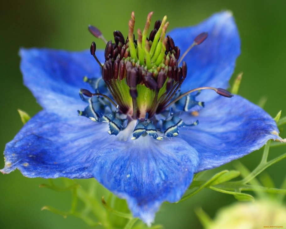 Цветок нигелла дамасская