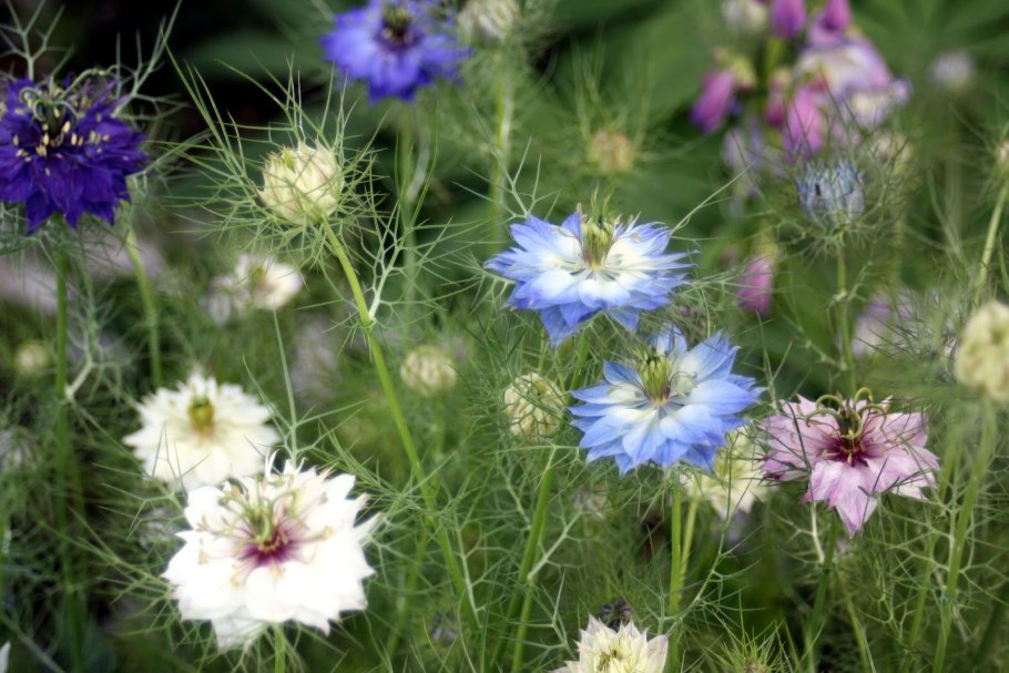 Нигелла Земляничная