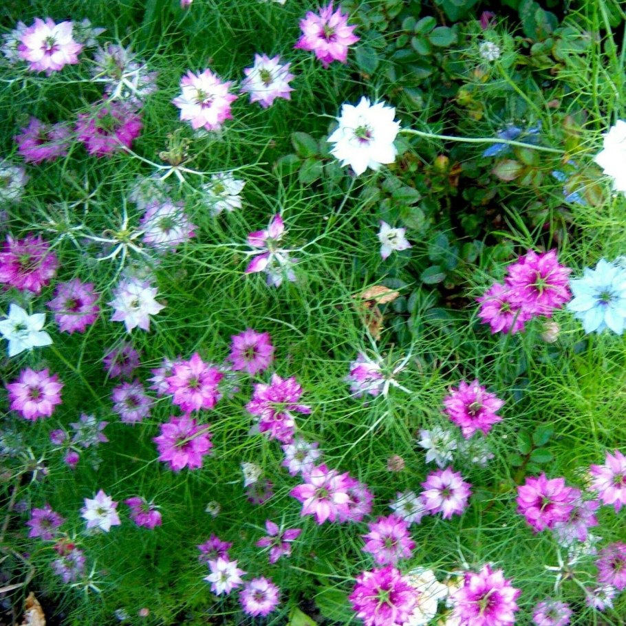 Нигелла дамасская посадка