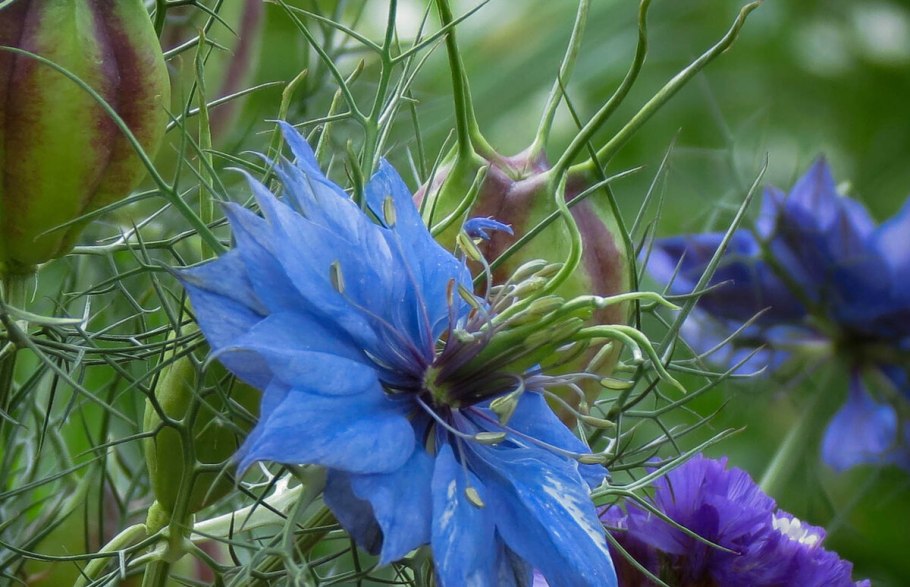 Нигелла дамасская