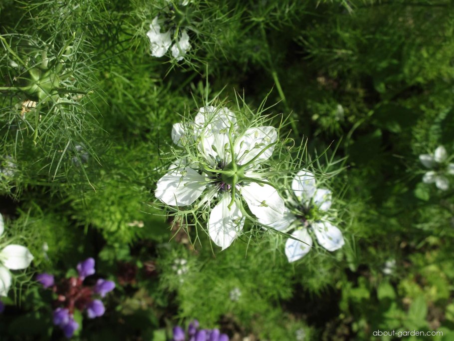 Чернушка дамасская Фармакогнозия