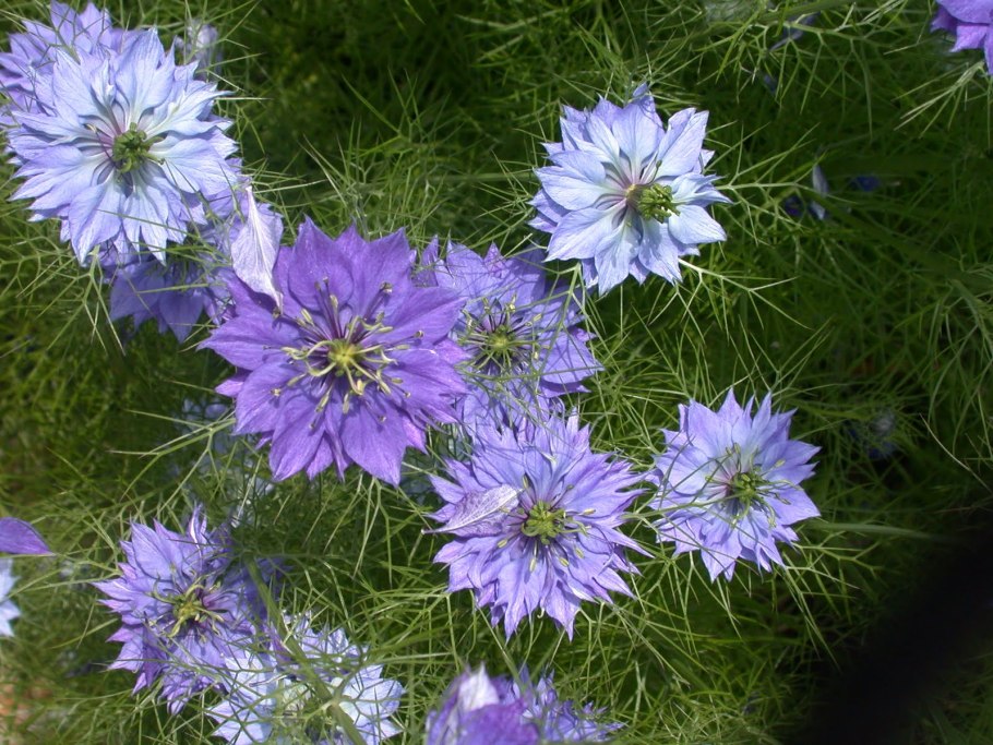 Чернушка нигелла дамасская