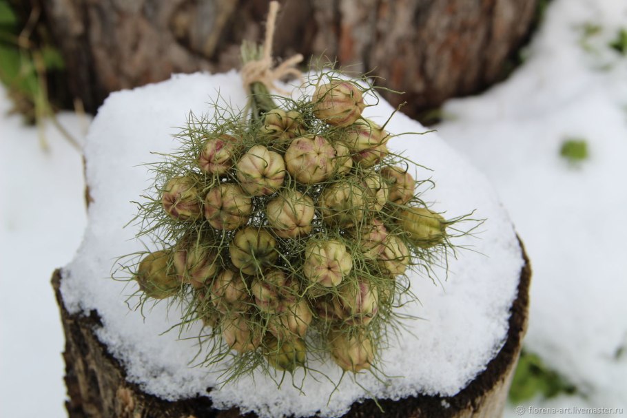 Нигелла цветок