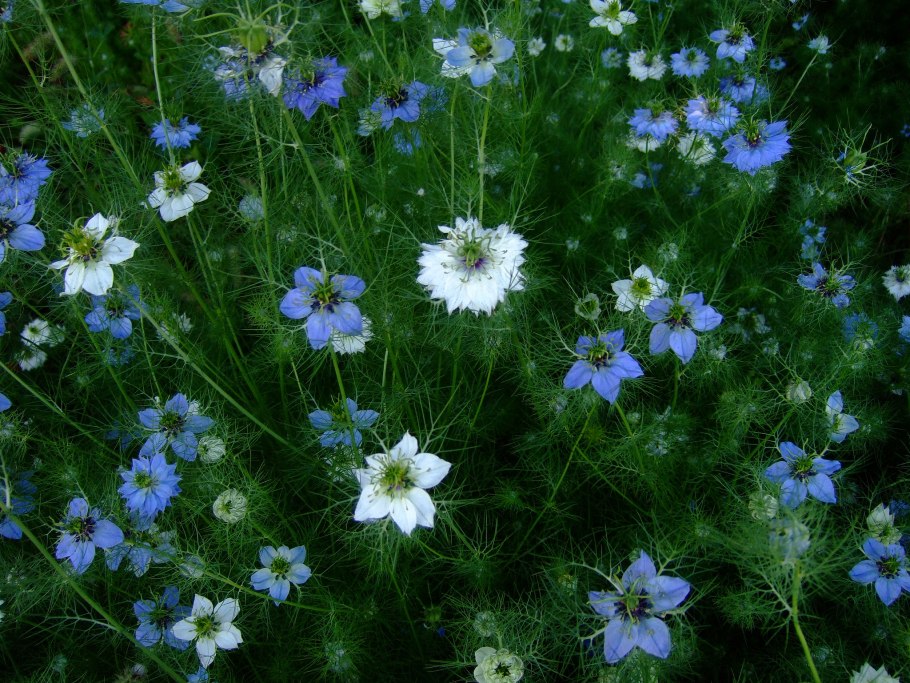 Нигелла растение