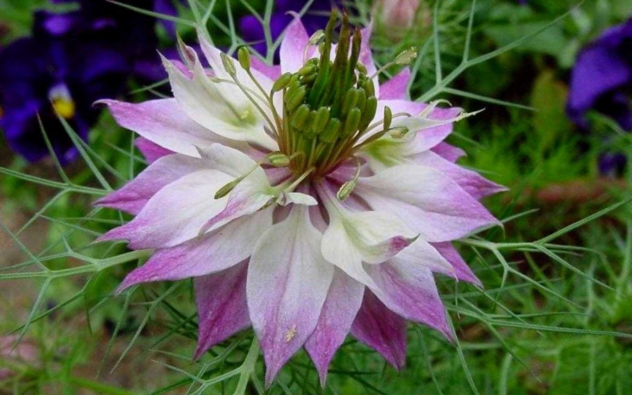 Нигелла дамасская Шахерезада