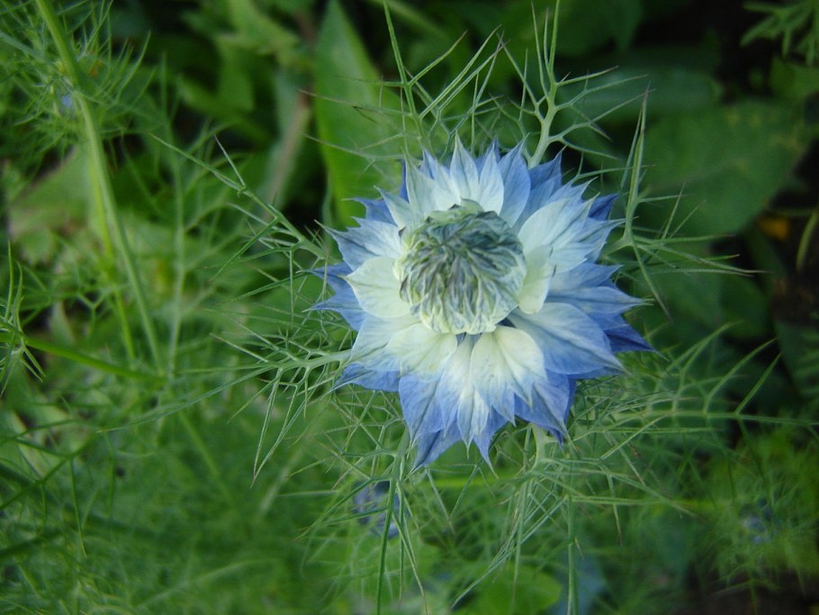 Нигелла Чернушка