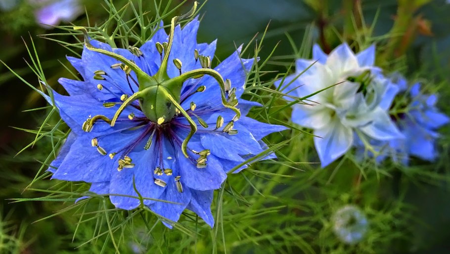 Нигелла дамасская голубая