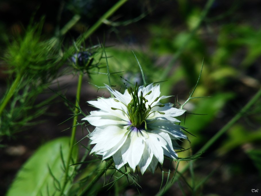 Цветок нигелла дамасская