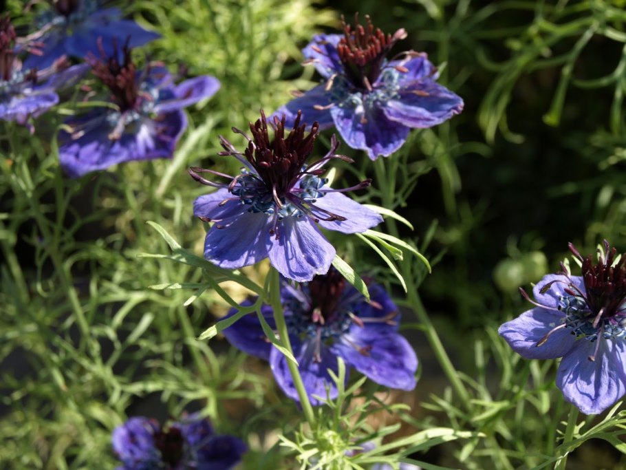 Nigella integrifolia gerberiy