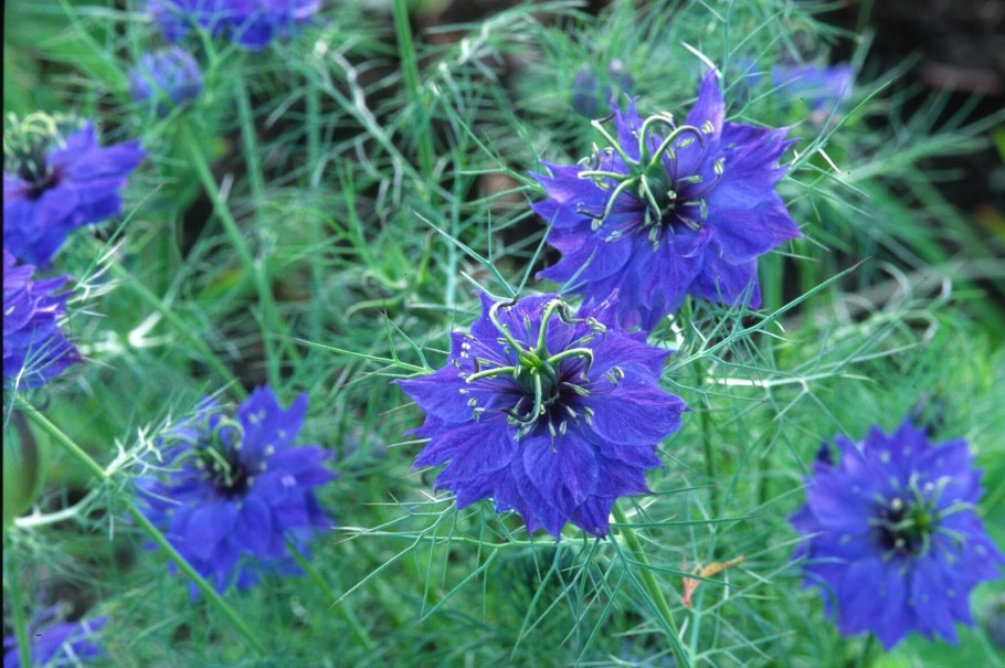 Чернушка нигелла дамасская