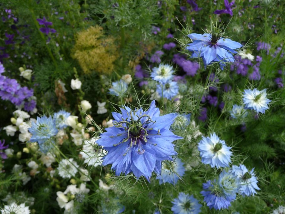 Нигелла однолетник